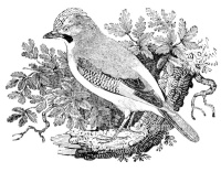 Geai des chênes (Garrulus glandarius)